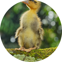 11-duck