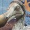 DodoBird