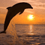 Dolphin_Reader